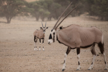 Young gemsbok antelope in the arid Kalahari Desert