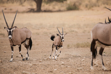 Young gemsbok antelope in the arid Kalahari Desert