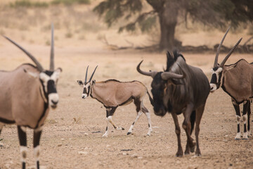 Young gemsbok antelope in the arid Kalahari Desert