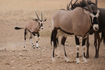 Young gemsbok antelope in the arid Kalahari Desert