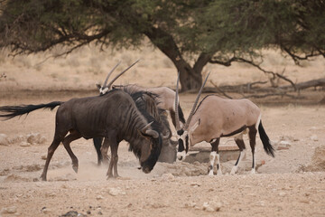 Gemsbok and wildebeest standing off for who gets to drink water in the dry Kalahari Desert