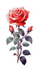Obraz premium Vibrant Red Rose with Buds and Leaves Illustration