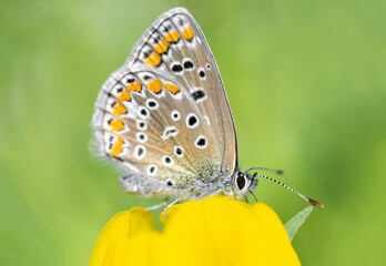 butterfly on a flower