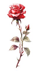 Watercolor Red Rose with Bud and Stem on White Background