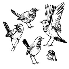 Hand-drawn bluethroat bird (Luscinia svecica). Vector sketch illustration.