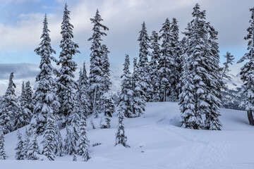 Obraz premium snow covered trees