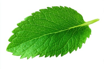 Fototapeta premium Vibrant Green Leaf Close up Detailed Texture Nature