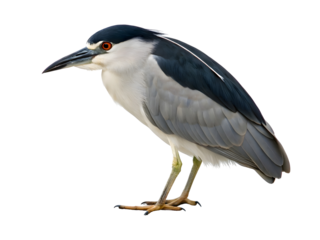 Black-crowned Night Heron