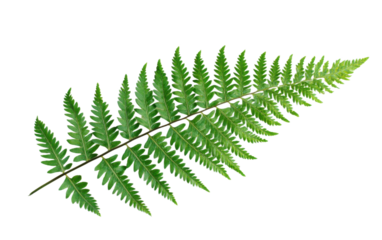 Leafy green fern with a long stem