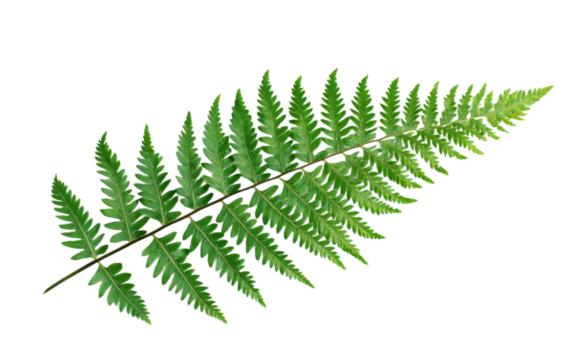 Leafy green fern with a long stem