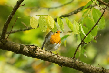 cute robin on a tree, robin hiding behind green leaves, red-breasted songbird, songbird on a branch surrounded by green leaves, cute Erithacus rubecula, bokeh, green background