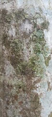 Tree Bark Surface with Moss and Lichen Texture Close-Up. Close-up of tree bark with natural textures, green moss, and pale lichen. Ideal for organic backgrounds and nature-inspired designs