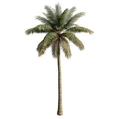 Obraz premium Palm tree isolated on transparent background
