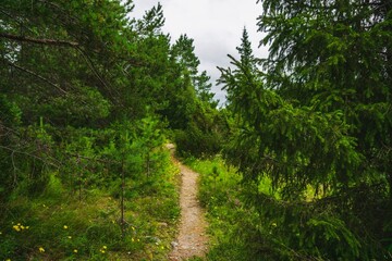 Obraz premium The Umba River on the Kola Peninsula. Tersky coast of the Murmansk region