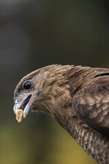 Imagen editorial de un ave rapaz comiendo un maní. Fotografía tomada en la naturaleza con fondo...