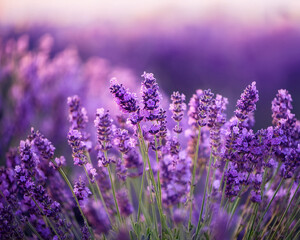 Fototapeta premium Soft Focus Close-Up of Purple Lavender Flowers