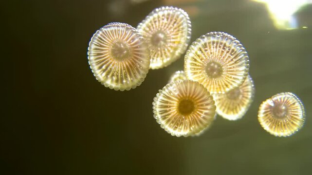 Radiolaria, a group of single-celled protists, exhibit intricate silicate skeletons with radial symmetry in a dark water environment.