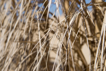 Fototapeta premium Dry golden straw texture illuminated by sun light. Organic abstract pattern of dried grass or reed. Natural wall backdrop for summer holiday resort design or tropical vacation concept.