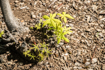 Castor aralia Kalopanax young green tree sprouts leaves closeup