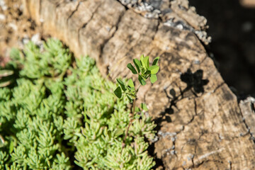 Small green plant growing on a tree stump among stonecrop succulent green leaves closeup on sunny day