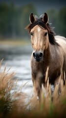 Fototapeta premium Wild horse standing near a river with tall grasses on a cloudy day in a serene natural landscape