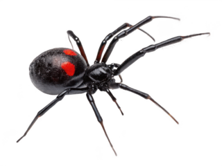 A black widow spider close up isolated on transparent background