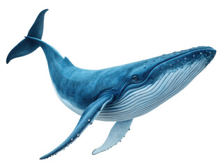 Fototapeta premium A blue whale swimming alone isolated on transparent background