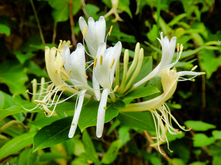 Close up of sweetly scented  Honeysuckle (Lonicera japonica) flowers
