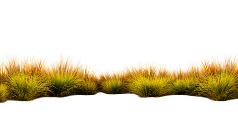 Ornamental grasses, yellow and white plumes, isolated, cut out transparent