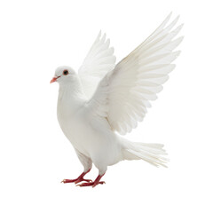 Obraz premium Dove with spread wings isolated on transparent background