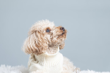 Adorable toy poodle puppy sitting on white fur, looking away