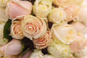 Fresh beautiful beige roses