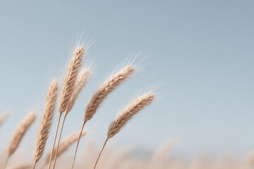 Obraz premium serene view of delicate wheat ears swaying gently in breeze under clear blue sky