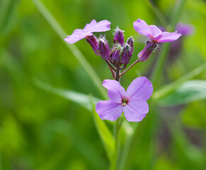 Beautiful close-up of hesperis matronalis