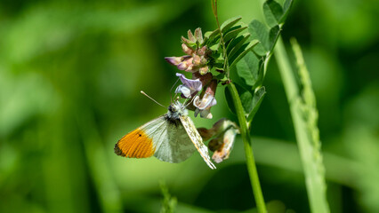 Orange tip butterfly perched on a blooming flower