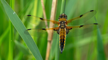 broad bodied chaser perched on reed
