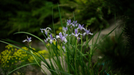 Milky White Iris , Iris lactea. Spring day in the garden