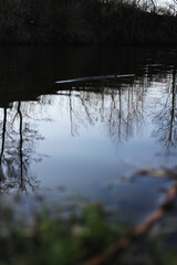Reflections of Trees in a Calm River
