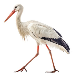Obraz premium A stork standing in profile isolated on transparent background