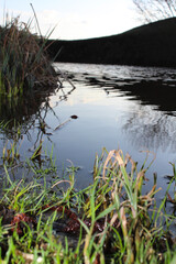 A tranquil stream reflecting the sky and surrounding nature.