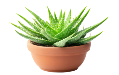 Aloe Vera plant Potted in a brown pot