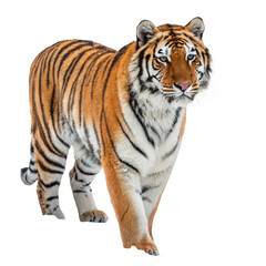 Fototapeta premium A tiger standing uprightly isolated on transparent background