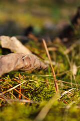 Close-up of a fallen leaf on moss and grass
