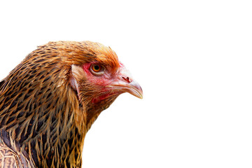 Portrait of a Brahma chicken isolated on a white background. Chicken in close-up. Copy space.