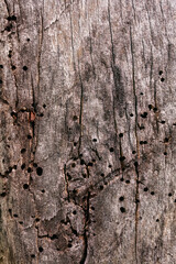 Weathered tree bark with insect holes and natural texture
