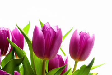 Vibrant pink tulips with green leaves on white background
