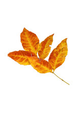 Cluster of vibrant autumn leaves isolated on transparent background
