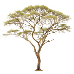 Obraz premium A tree with leafy branches isolated on transparent background