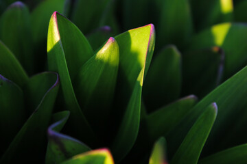Close-up of vibrant green leaves with sunlight