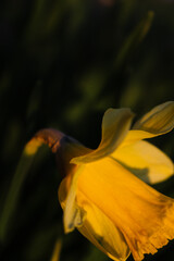 A sunlit daffodil in close-up, capturing the essence of spring